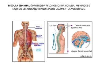 MEDULA ESPINHAL É PROTEGIDA PELOS OSSOS DA COLUNA, MENINGES E
LÍQUIDO CEFALORAQUIDIANO E PELOS LIGAMENTOS VERTEBRAIS.
 Centros Nervosos
 Líquido Cerebroespinhal
 