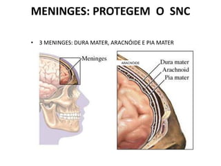 MENINGES: PROTEGEM O SNC
• 3 MENINGES: DURA MATER, ARACNÓIDE E PIA MATER
ARACNÓIDE
 