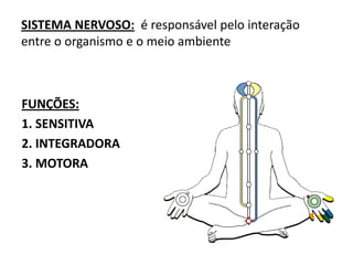 SISTEMA NERVOSO: é responsável pelo interação
entre o organismo e o meio ambiente
FUNÇÕES:
1. SENSITIVA
2. INTEGRADORA
3. MOTORA
 