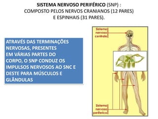 SISTEMA NERVOSO PERIFÉRICO (SNP) :
COMPOSTO PELOS NERVOS CRANIANOS (12 PARES)
E ESPINHAIS (31 PARES).
ATRAVÉS DAS TERMINAÇÕES
NERVOSAS, PRESENTES
EM VÁRIAS PARTES DO
CORPO, O SNP CONDUZ OS
IMPULSOS NERVOSOS AO SNC E
DESTE PARA MÚSCULOS E
GLÂNDULAS
 