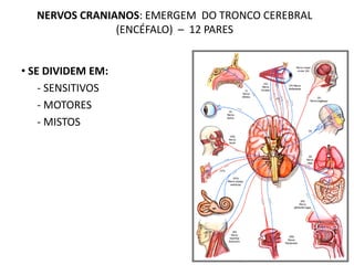 NERVOS CRANIANOS: EMERGEM DO TRONCO CEREBRAL
(ENCÉFALO) – 12 PARES
• SE DIVIDEM EM:
- SENSITIVOS
- MOTORES
- MISTOS
 
