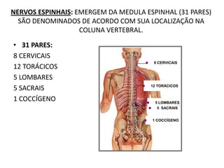 NERVOS ESPINHAIS: EMERGEM DA MEDULA ESPINHAL (31 PARES)
SÃO DENOMINADOS DE ACORDO COM SUA LOCALIZAÇÃO NA
COLUNA VERTEBRAL.
• 31 PARES:
8 CERVICAIS
12 TORÁCICOS
5 LOMBARES
5 SACRAIS
1 COCCÍGENO  5 LOMBARES
 5 SACRAIS
 8 CERVICAIS
 12 TORÁCICOS
 1 COCCÍGENO
 