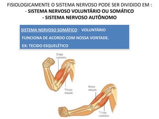FISIOLOGICAMENTE O SISTEMA NERVOSO PODE SER DIVIDIDO EM :
- SISTEMA NERVOSO VOLUNTÁRIO OU SOMÁTICO
- SISTEMA NERVOSO AUTÔNOMO
SISTEMA NERVOSO SOMÁTICO : VOLUNTÁRIO
FUNCIONA DE ACORDO COM NOSSA VONTADE.
EX: TECIDO ESQUELÉTICO
 