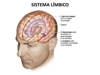 SISTEMA LÍMBICO
 