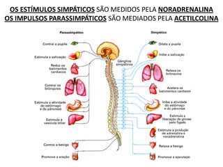 OS ESTÍMULOS SIMPÁTICOS SÃO MEDIDOS PELA NORADRENALINA
OS IMPULSOS PARASSIMPÁTICOS SÃO MEDIADOS PELA ACETILCOLINA
 