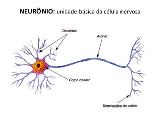NEURÔNIO: unidade básica da célula nervosa
 
