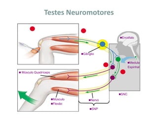 Testes Neuromotores
 Músculo Quadríceps
Músculo
Flexão
Medula
Espinhal
Nervo
SNP
Gânglio
SNC
Encéfalo
 