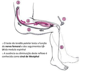 o O teste do tendão patelar testa a função
do nervo femoral e dos seguimentos L2-
L4 da medula espinhal
o A ausência ou diminuição deste reflexo é
conhecida como sinal de Westphal
 