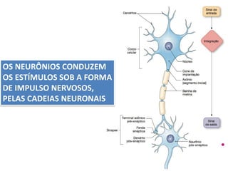 OS NEURÔNIOS CONDUZEM
OS ESTÍMULOS SOB A FORMA
DE IMPULSO NERVOSOS,
PELAS CADEIAS NEURONAIS
 
