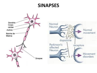 SINAPSES
 