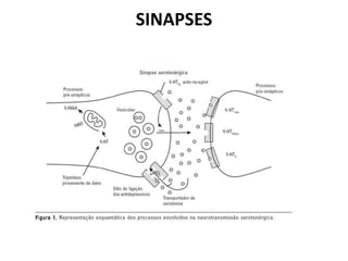 SINAPSES
 