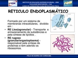 RETICULO ENDOPLASMÁTICO  Formado por um sistema de membranas intracelulares,  dividido em : RE Liso(agranular)  - Transporte  e armazenamento de substâncias e pela síntese de lipídios . RE rugoso (granular/ergastoplasma)  - responsável pela síntese de proteínas e tem aderido os ribossomos. 
