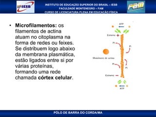 Microfilamentos:  os filamentos de actina atuam no citoplasma na forma de redes ou feixes. Se distribuem logo abaixo da membrana plasmática, estão ligados entre si por várias proteínas, formando uma rede chamada  córtex celular .  