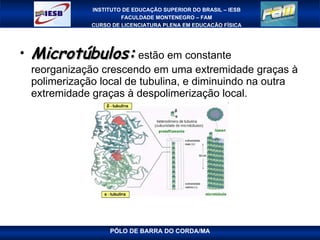 Microtúbulos:  estão em constante reorganização crescendo em uma extremidade graças à polimerização local de tubulina, e diminuindo na outra extremidade graças à despolimerização local.  