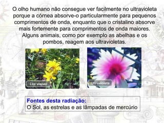 O olho humano não consegue ver facilmente no ultravioleta
porque a córnea absorve-o particularmente para pequenos
comprimentos de onda, enquanto que o cristalino absorve
mais fortemente para comprimentos de onda maiores.
Alguns animais, como por exemplo as abelhas e os
pombos, reagem aos ultravioletas.
Fontes desta radiação:
O Sol, as estrelas e as lâmpadas de mercúrio
 