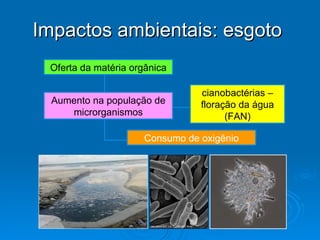 Impactos ambientais: esgoto  Oferta da matéria orgânica Aumento na população de microrganismos cianobactérias – floração da água (FAN) Consumo de oxigênio 