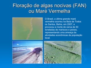 Floração de algas nocivas (FAN) ou Maré Vermelha O Brasil, a última grande maré vermelha ocorreu na Baía de Todos os Santos, Bahia, em 2007, e provocou a morte de cerca de 50 toneladas de mariscos e peixes, representando uma ameaça às atividades econômicas da população local. 