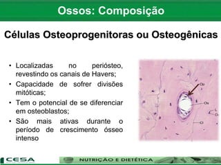 Células Osteoprogenitoras ou Osteogênicas
• Localizadas no periósteo,
revestindo os canais de Havers;
• Capacidade de sofrer divisões
mitóticas;
• Tem o potencial de se diferenciar
em osteoblastos;
• São mais ativas durante o
período de crescimento ósseo
intenso
Ossos: Composição
 
