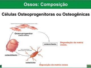 Células Osteoprogenitoras ou Osteogênicas
Ossos: Composição
 