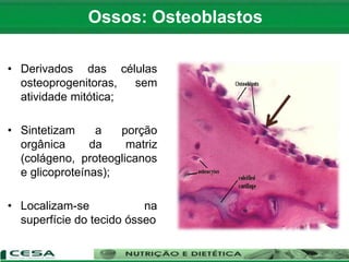 • Derivados das células
osteoprogenitoras, sem
atividade mitótica;
• Sintetizam a porção
orgânica da matriz
(colágeno, proteoglicanos
e glicoproteínas);
• Localizam-se na
superfície do tecido ósseo
Ossos: Osteoblastos
 