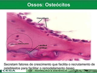 Secretam fatores de crescimento que facilita o recrutamento de
osteblastos para facilitar o remodelamento ósseo
Ossos: Osteócitos
 