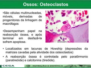 • Localizados em lacunas de Howship (depressões da
matrizes cavadas pela atividade dos osteoclastos)
• A reabsorção óssea é controlada pelo paratôrmonio
(paratireóide) e calcitonina (tireóide).
Ossos: Osteoclastos
•São células multinucleadas,
móveis, derivadas de
progenitores da linhagem de
macrófagos
•Desempenham papel na
reabsorção óssea, e após
terminar em desfazê-la
sofrem apoptose.
 