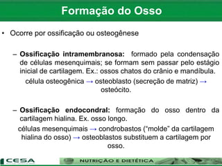 • Ocorre por ossificação ou osteogênese
– Ossificação intramembranosa: formado pela condensação
de células mesenquimais; se formam sem passar pelo estágio
inicial de cartilagem. Ex.: ossos chatos do crânio e mandíbula.
célula osteogênica → osteoblasto (secreção de matriz) →
osteócito.
– Ossificação endocondral: formação do osso dentro da
cartilagem hialina. Ex. osso longo.
células mesenquimais → condrobastos (“molde” da cartilagem
hialina do osso) → osteoblastos substituem a cartilagem por
osso.
Formação do Osso
 