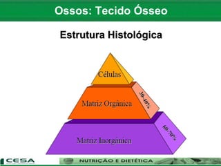 Ossos: Tecido Ósseo
Estrutura Histológica
 