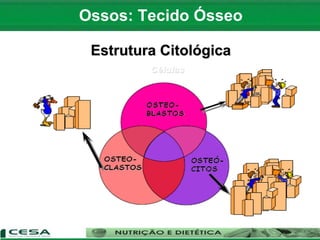 Ossos: Tecido Ósseo
Estrutura Citológica
 
