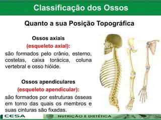Ossos axiais
(esqueleto axial):
são formados pelo crânio, esterno,
costelas, caixa torácica, coluna
vertebral e osso hióide.
Ossos apendiculares
(esqueleto apendicular):
são formados por estruturas ósseas
em torno das quais os membros e
suas cinturas são fixadas.
Classificação dos Ossos
Quanto a sua Posição Topográfica
 