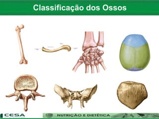 Classificação dos Ossos
 