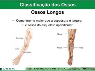 Ossos Longos
• Comprimento maior que a espessura e largura.
Ex: ossos do esqueleto apendicular
Classificação dos Ossos
 
