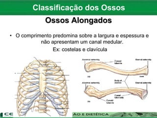 Ossos Alongados
• O comprimento predomina sobre a largura e espessura e
não apresentam um canal medular.
Ex: costelas e clavícula
Classificação dos Ossos
 