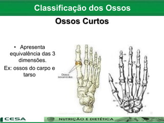 Ossos Curtos
• Apresenta
equivalência das 3
dimensões.
Ex: ossos do carpo e
tarso
Classificação dos Ossos
 