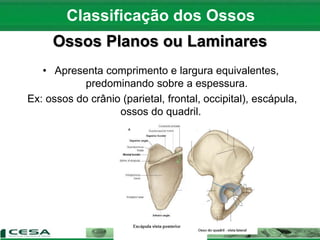 Ossos Planos ou Laminares
• Apresenta comprimento e largura equivalentes,
predominando sobre a espessura.
Ex: ossos do crânio (parietal, frontal, occipital), escápula,
ossos do quadril.
Classificação dos Ossos
 
