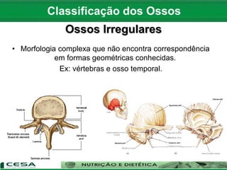 Ossos Irregulares
• Morfologia complexa que não encontra correspondência
em formas geométricas conhecidas.
Ex: vértebras e osso temporal.
Classificação dos Ossos
 