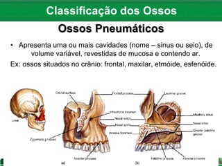 Ossos Pneumáticos
• Apresenta uma ou mais cavidades (nome – sinus ou seio), de
volume variável, revestidas de mucosa e contendo ar.
Ex: ossos situados no crânio: frontal, maxilar, etmóide, esfenóide.
Classificação dos Ossos
 
