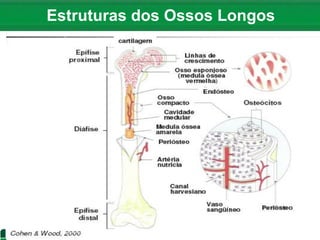 Estruturas dos Ossos Longos
 