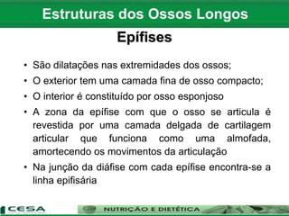 Epífises
• São dilatações nas extremidades dos ossos;
• O exterior tem uma camada fina de osso compacto;
• O interior é constituído por osso esponjoso
• A zona da epífise com que o osso se articula é
revestida por uma camada delgada de cartilagem
articular que funciona como uma almofada,
amortecendo os movimentos da articulação
• Na junção da diáfise com cada epífise encontra-se a
linha epifisária
Estruturas dos Ossos Longos
 