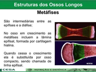 Metáfises
São intermediárias entre as
epífises e a diáfise;
No osso em crescimento as
metáfises incluem a lâmina
epifisal, formada por cartilagem
hialina.
Quando cessa o crescimento
ela é substituída por osso
compacto, sendo chamada de
linha epifisal.
Estruturas dos Ossos Longos
 