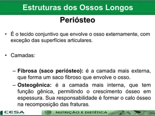 Periósteo
• É o tecido conjuntivo que envolve o osso externamente, com
exceção das superfícies articulares.
• Camadas:
– Fibrosa (saco periósteo): é a camada mais externa,
que forma um saco fibroso que envolve o osso.
– Osteogênica: é a camada mais interna, que tem
função gênica, permitindo o crescimento ósseo em
espessura. Sua responsabilidade é formar o calo ósseo
na recomposição das fraturas.
Estruturas dos Ossos Longos
 