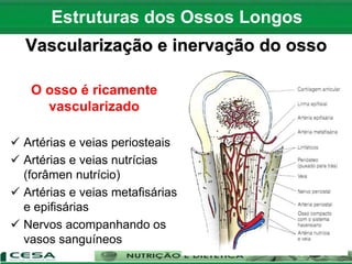 Vascularização e inervação do osso
O osso é ricamente
vascularizado
 Artérias e veias periosteais
 Artérias e veias nutrícias
(forâmen nutrício)
 Artérias e veias metafisárias
e epifisárias
 Nervos acompanhando os
vasos sanguíneos
Estruturas dos Ossos Longos
 