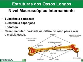 Nível Macroscópico Internamente
• Substância compacta
• Substância esponjosa
• Endósteo
• Canal medular: cavidade na diáfise do osso para alojar
a medula óssea.
Estruturas dos Ossos Longos
 