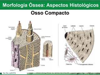 Morfologia Óssea: Aspectos Histológicos
Osso Compacto
 