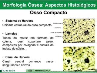 • Sistema de Harvers
Unidade estrutural do osso compacto.
• Lamelas
Tubos de matriz em formato de
coluna, que suportam peso,
compostas por colágeno e cristais de
fosfato de cálcio.
• Canal de Harvers
Canal central contendo vasos
sanguíneos e nervos.
Morfologia Óssea: Aspectos Histológicos
Osso Compacto
 