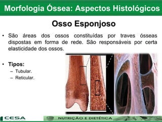 • São áreas dos ossos constituídas por traves ósseas
dispostas em forma de rede. São responsáveis por certa
elasticidade dos ossos.
• Tipos:
– Tubular.
– Reticular.
Morfologia Óssea: Aspectos Histológicos
Osso Esponjoso
 