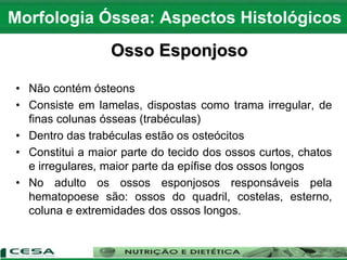 • Não contém ósteons
• Consiste em lamelas, dispostas como trama irregular, de
finas colunas ósseas (trabéculas)
• Dentro das trabéculas estão os osteócitos
• Constitui a maior parte do tecido dos ossos curtos, chatos
e irregulares, maior parte da epífise dos ossos longos
• No adulto os ossos esponjosos responsáveis pela
hematopoese são: ossos do quadril, costelas, esterno,
coluna e extremidades dos ossos longos.
Morfologia Óssea: Aspectos Histológicos
Osso Esponjoso
 