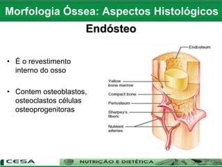 Endósteo
• É o revestimento
interno do osso
• Contem osteoblastos,
osteoclastos células
osteoprogenitoras
Morfologia Óssea: Aspectos Histológicos
 
