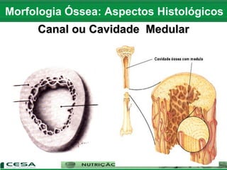 Canal ou Cavidade Medular
Morfologia Óssea: Aspectos Histológicos
 