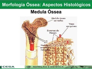 Medula Óssea
Morfologia Óssea: Aspectos Histológicos
 